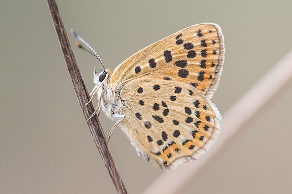 Lycaena tityrus ♀ -0256 - Fontainebleau - 19/08/18