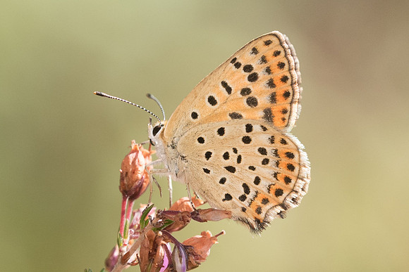 Lycaena tityrus ♀ -0551 - Fontainebleau - 19/08/18