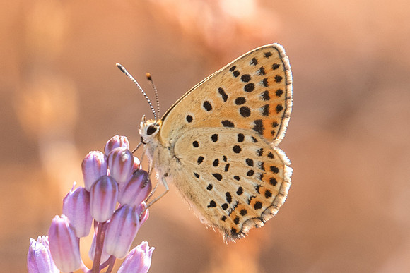 Lycaena tityrus ♀ - 0527 - Fontainebleau - 19/08/18