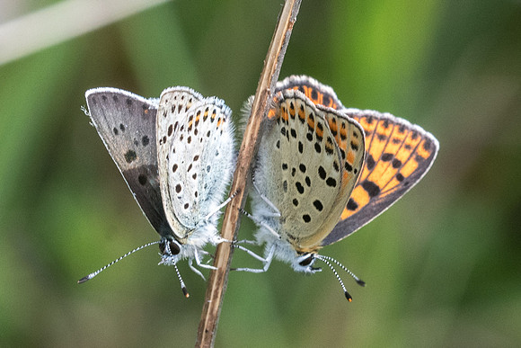 Lycaena tityrus-8045 - Cipières - 17/05/21