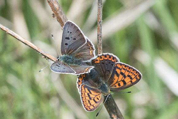 Lycaena tityrus-8019 - Cipières - 17/05/21