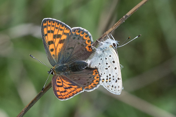 Lycaena tityrus-8114 - Cipières - 17/05/21