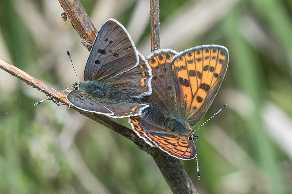 Lycaena tityrus-8021 - Cipières - 17/05/21