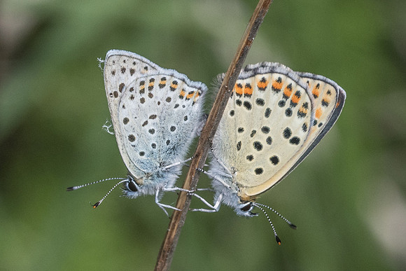 Lycaena tityrus-8048 - Cipières - 17/05/21