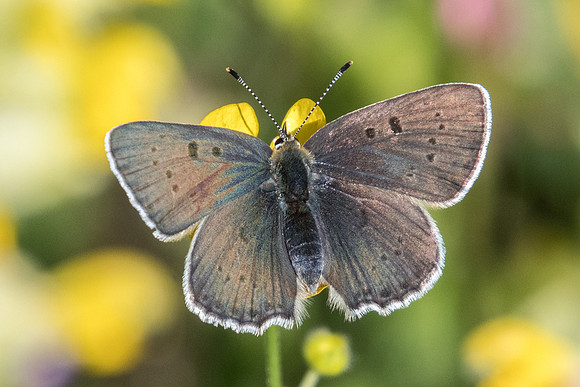 lycaena tityrus subalpina - 2318 - Col des champs - 30/06/20