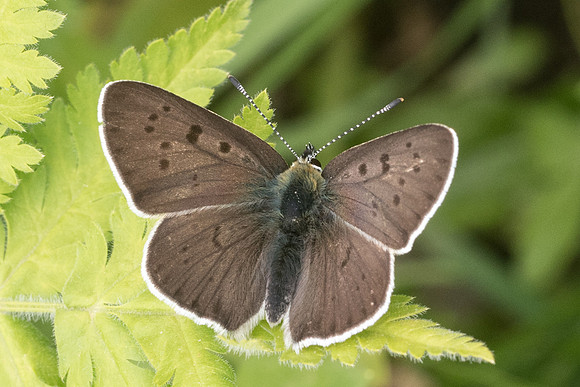 Lycaena tityrus ssp subalpinus -5822 - St Dalmas le selvage - 27/06/21