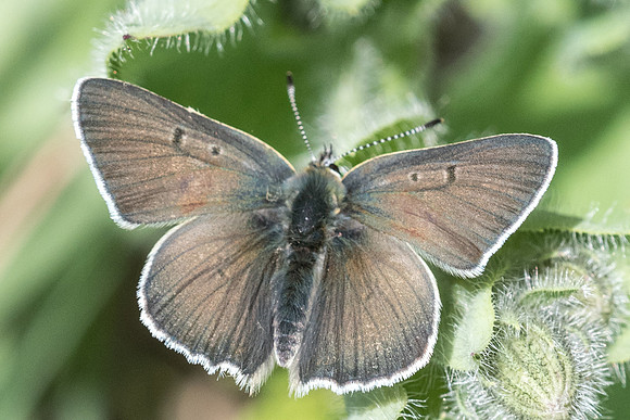 Lycaena tityrus ssp subalpinus-7039 - Col de la cayolle - 28/06/21