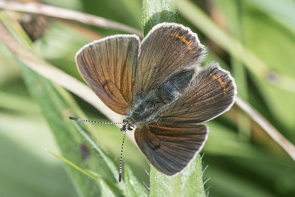 Lycaena tityrus subalpina-2450 - Argentière la bessée - 3/07/21