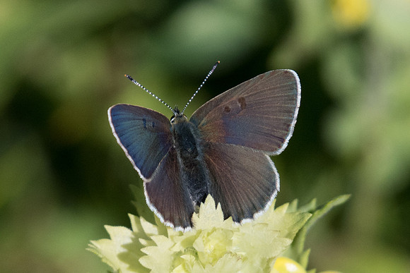 Lycaena tityrus subalpina-2304-  Col des champs - 30/06/20