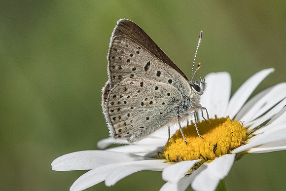 Lycaena tityrus subalpina - 4859 - Isola 2000 - 26/06/21