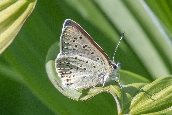 Lycaena tityrus subalpina-2179 - Nevache 2/07/21