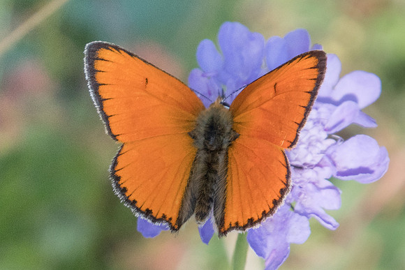 Lycaena virgaureae-2453 - Puy St André - 19/07/22
