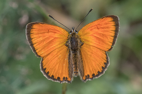 Lycaena virgaureae ♂-6428 - Col de sansa (Real) - 21/07/23