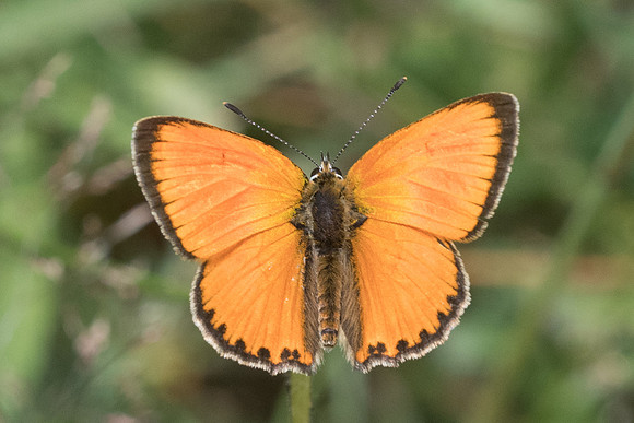 Lycaena virgaureae ♂-6414 Col de Sansa (Real) - 21/07/23