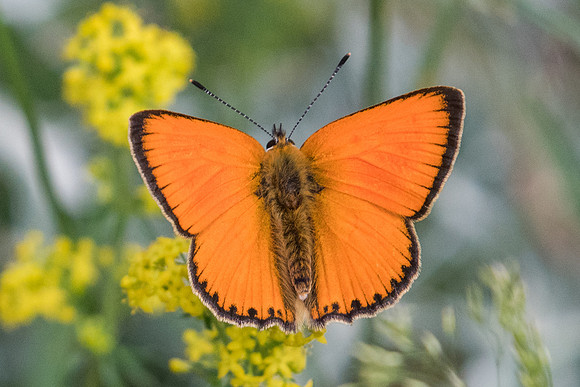 Lycaena virgaureae ♂- 3644 - Llo - 18/07/23