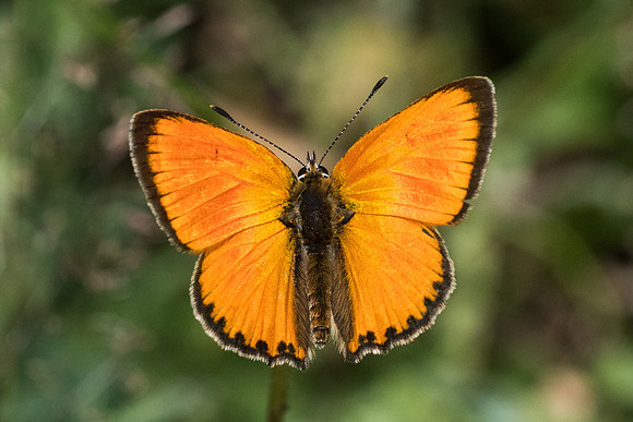 Lycaena virgaureae ♂-6422 - Col de Sansa 21/07/23