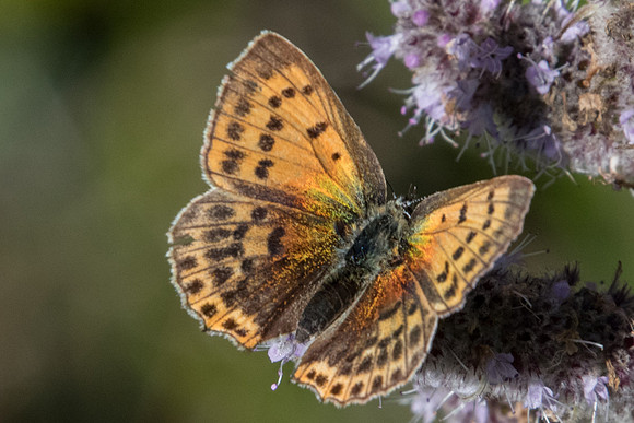 Lycaena vigaureae ♀-7920 - Tende 13/09/20