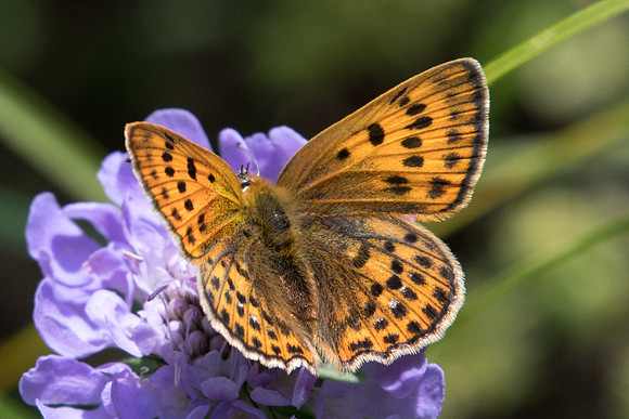 Lycaena virgaureae ♀-4161 - Lac de l'Orceyrette - 20/07/22