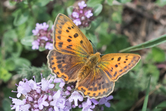 Lycaena virgaureae ♀-6438 - Col de sansa (Real) - 21/07/23