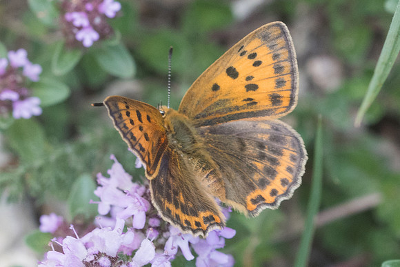 Lycaena virgaureae ♀ -6449 - Col de sansa (Real) - 21/07/23