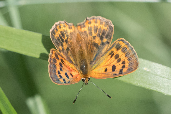 Lycaena virgaureae ♀-6972 - Bolquere 22/07/23