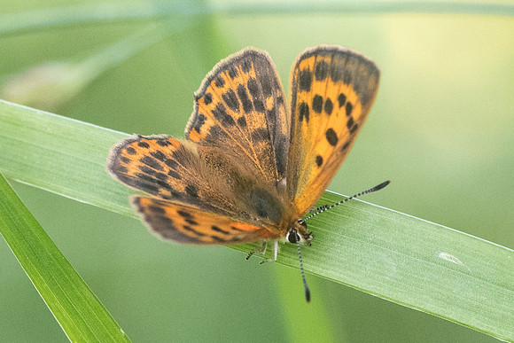 Lycaena virgaureae ♀-6977 - Bolquere - 22/07/23