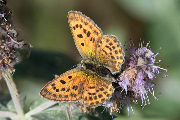 Lycaena vigaureae ♀-7915  - Tende - 13/09/20