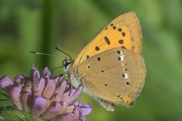 Lycaena vigaureae-6473 - Col de sansa (Real) - 21/07/23