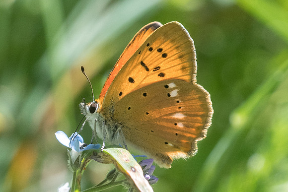 Lycaena virgaureae ♂-4917 - Isola 2000 - 26/06/21
