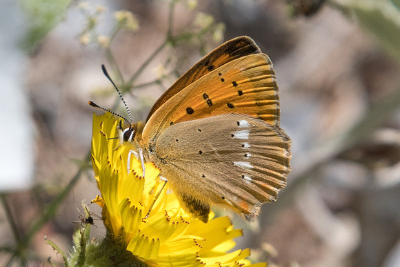 Lycaena virgaureae-0143 - Le Monetier les bains - 17/07/22