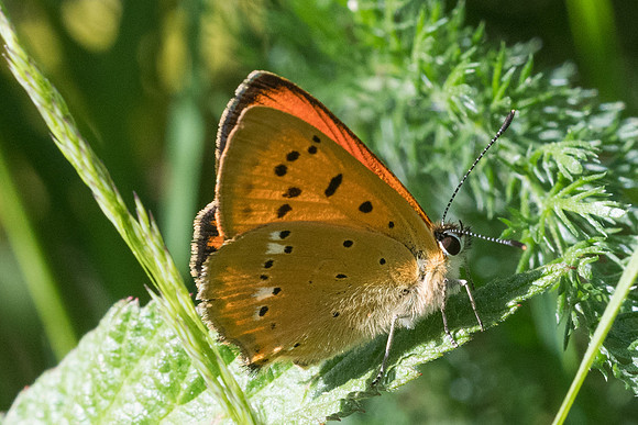 Lycaena virgaureae ♂-2877 - lac des Bouillouses - 17/07/23