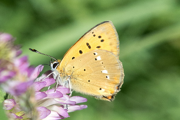 Lycaena vigaureae-2359 - Estenc - 1780m - 30/06/20