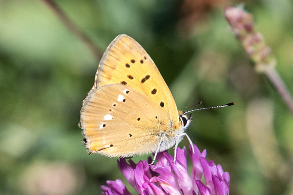 Lycaena vigaureae-2378 - Estenc - 30/06/20