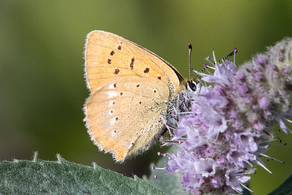 Lycaena vigaureae - Tende - 30/06/20