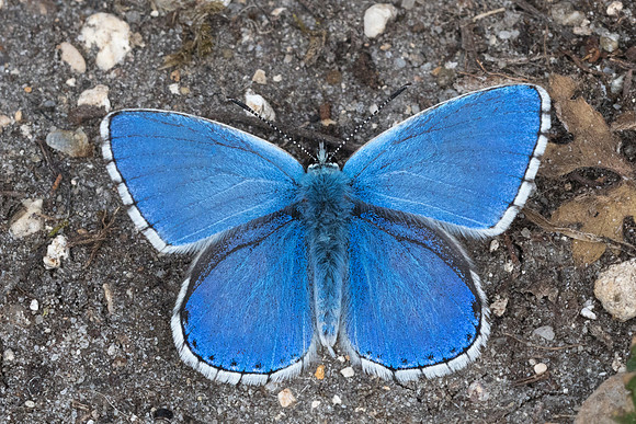 Lysandra bellargus-4588 - Fontainebleau - 30/04/22