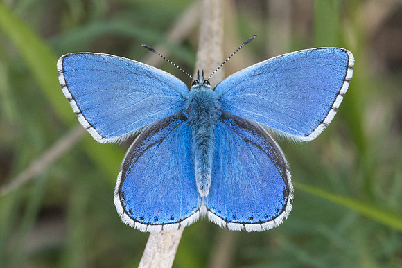 Lysandra bellargus-4643 - Fontainebleau - 30/04/22