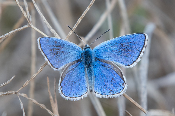 Lysandra bellargus ♂-1759 - Fontainebleau - 9/09/18