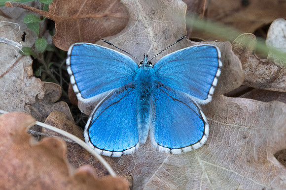 Lysandra bellargus ♂ - Digne les bains - 19/04/19