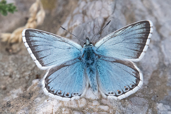 Lycaena coridon ♂-2381 - Puy St André - 19/07/22