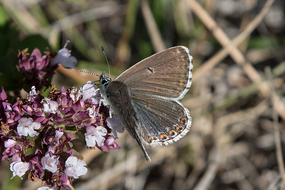 Lysandra coridon ♀ (Bleu nacré) - Fontainebleau - 21/09/19