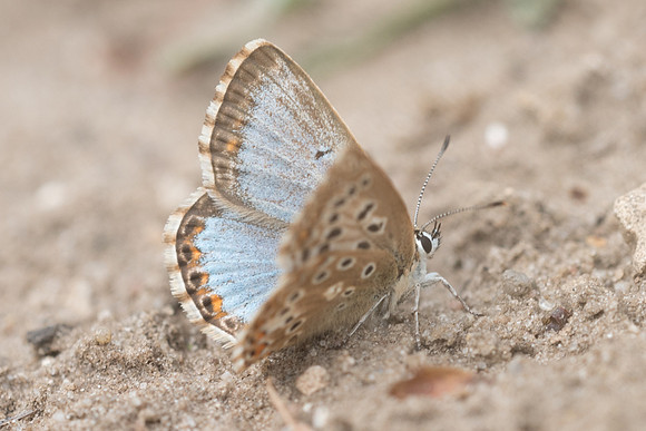 Lysandra coridon ssp syngrapha ♀ Fontainebleau - 15/08/18