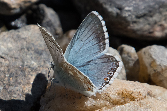 Lysandra coridon ♀ syngrapha-6799 - Termignon - 15/07/22