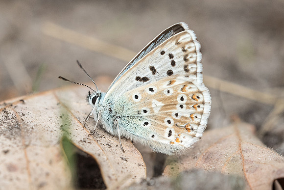 Lysandra coridon ♂-0036 - Fontainebleau - 15/08/18