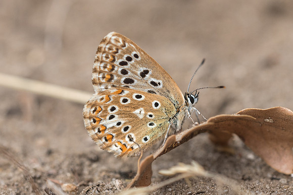 Lysandra coridon ♀ - Fontainebleau - 15/08/18