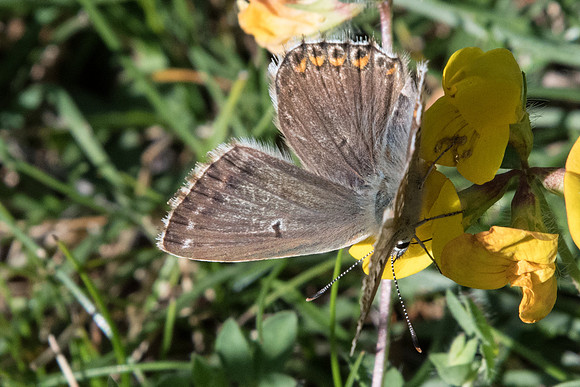 Lysandra hispana ♀-8082 -  Tende - 13/09/20