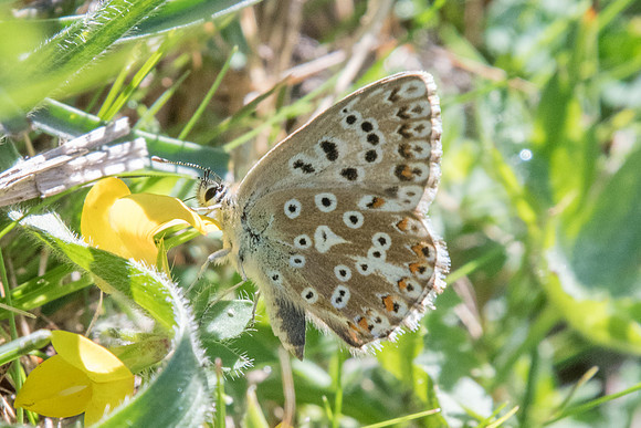Lysandra hispana ♂-8085 - Tende - 13/09/20