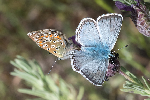 Lysandra hispana ♂-9964 - Les Adrets d'Esterel - 19/05/21