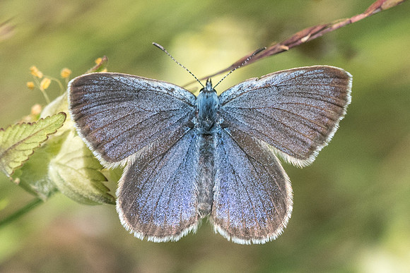 Maculinea alcon rebeli ♂-5252 - Launes (Beuil) - 7/07/21