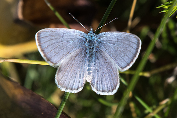 Maculina alcon rebeli ♂-4577 - Vallée de la Clarée - 3/07/20