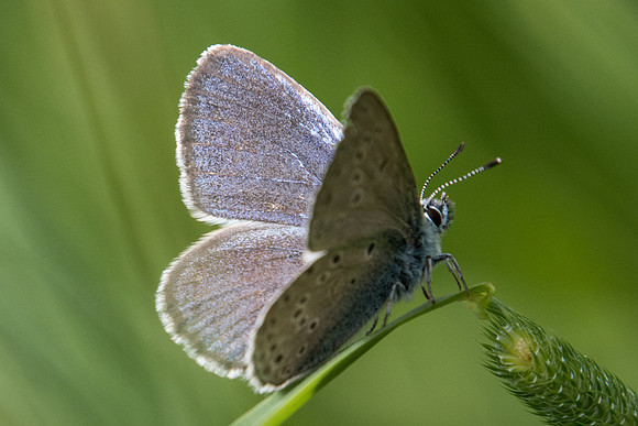Maculinea alcon rebeli ♂-3593 - Launes (Beuil) - 25/06/21